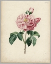 Zeichner des 19. Jahrhunderts. - "Rose".
