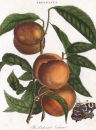 Pfirsich (Prunus persica). - Nektarine. - "The Peach...
