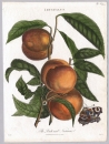 Pfirsich (Prunus persica). - Nektarine. - "The Peach and Nectarine".