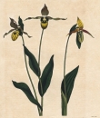 Frauenschuh (Cypripedium calceolus). - "The...