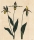 Frauenschuh (Cypripedium calceolus). - "The Cypripedium Calceolus, or Ladies_Slippers, with Variety".