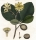 Gardenie (Gardenia jasminoides). - "Gardenia Latifolia".