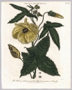 Hibiskus (Hibiscus). - "The Hibiscus abelmoscus, and the Hippobosca equina, or Horsefly".