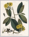 Nagelbeeren (Ochna). - "1. Yellow leaved Ochna. 2. Octoblephrum albidum".