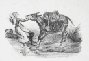 Hausesel (Equus asinus asinus). - Ansicht. - "Ann. Esel. Szamár".