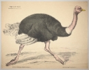 Strauß (Struthio Camelus). - Ansicht. - "Vogel: "Läufer" Blatt 39. Der Strauss (Struthio Camelus) 1/4 d.n.G.".