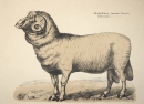 Merionoschaf (Ovis aries). - Ansicht. -...