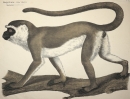 Meerkatzen (Cercopithecus). - Ansicht. -...