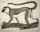 Meerkatzen (Cercopithecus). - Ansicht. - "Säugetihere: "Affen" (Blatt 2.) Meerkatzen (Cercopithecus) n.Gr.".