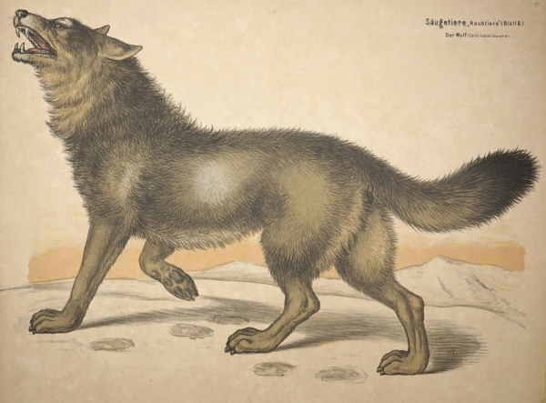 Wolf (Canis lupus). - Ansicht. - Säugetiere: Raubtiere (Blatt 6) Der Wolf (Canis lupus) 1/4 d.n.Gr..