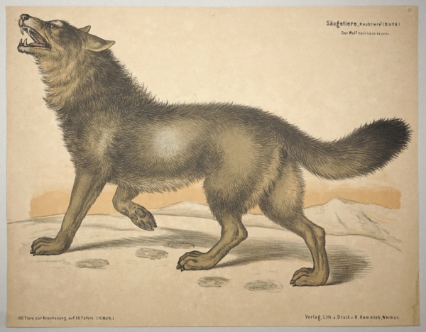 Wolf (Canis lupus). - Ansicht. - Säugetiere: Raubtiere (Blatt 6) Der Wolf (Canis lupus) 1/4 d.n.Gr..