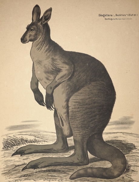 Känguru (Macropus major). - Ansicht. - "Säugetiere: "Beuteltiere" (Blatt 20) Das Känguru (Macropus major) 1/4 d.n.Gr.".