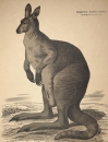 Känguru (Macropus major). - Ansicht. -...