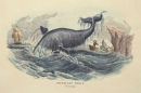 Wale (Cetacea). - Walfang. - Ansicht. - "Greenland Whale. Breaching".