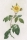 Pierre-Joseph Redouté. - Rosengewächse (Rosaceae). - "Rosa Sempervirens latifolia / Rosiergrimpant à grandes feuilles".