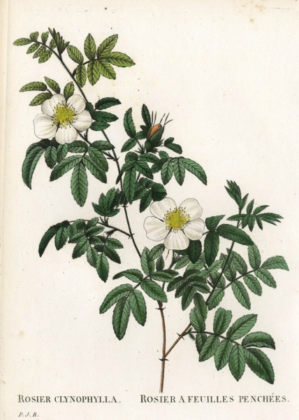 Pierre-Joseph Redouté. - Rosengewächse (Rosaceae). -...