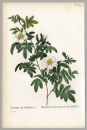 Pierre-Joseph Redouté. - Rosengewächse (Rosaceae). - "Rosier Clynophylla / Rosier A Feuilles Penchées".