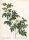 Pierre-Joseph Redouté. - Rosengewächse (Rosaceae). - "Rosier Clynophylla / Rosier A Feuilles Penchées".