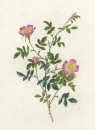 Pierre-Joseph Redouté. - Rosengewächse (Rosaceae). - "Rosa Sepium Rosea / Rosier des Hayes (fleurs roses)".