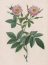 Pierre-Joseph Redouté. - Rosengewächse (Rosaceae). - "Rosa alpina Loevis / Rosier des Alpes a Pedoncules e Caliee glabres".
