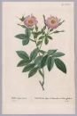 Pierre-Joseph Redouté. - Rosengewächse (Rosaceae). - "Rosa alpina Loevis / Rosier des Alpes a Pedoncules e Caliee glabres".