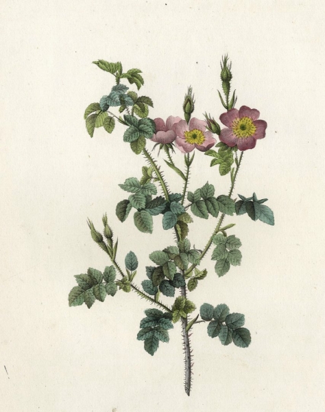 Pierre-Joseph Redouté. - Rosengewächse (Rosaceae). - "Rubiginosa Aculeatissima / Rosier Très Aiguillonné".