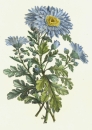 Blaue Chrysantheme. - Benoit Chirat. -...