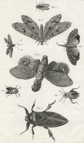 Insekten. - Diderot Histoire Naturelle. - Histoire...