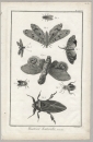 Insekten. - Diderot Histoire Naturelle. - "Histoire...