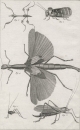 Fangschrecken (Mantodea). - Insekten. - Diderot Histoire...