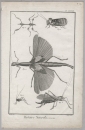 Fangschrecken (Mantodea). - Insekten. - Diderot Histoire Naturelle. - "Histoire Naturelle, Insectes.".
