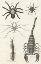Spinnentiere (Arachnida). - Insekten. - Diderot Histoire Naturelle. - "Histoire Naturelle, Insectes.".