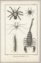 Spinnentiere (Arachnida). - Insekten. - Diderot Histoire...