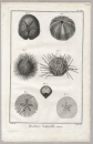 Seeigel (Echinoidea). - Diderot Histoire Naturelle. - "Histoire Naturelle, Oursins.".