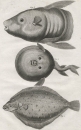 Fische. - Steinbutt (Scophthalmus maximus); Mondfisch...