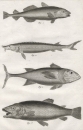 Fische. - Lachse (Salmonidae); Thunfische (Thunnus). - Diderot Histoire Naturelle. - "Histoire Naturelle".