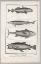 Fische. - Lachse (Salmonidae); Thunfische (Thunnus). - Diderot Histoire Naturelle. - "Histoire Naturelle".