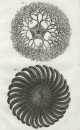 Seesterne (Asteroidea). - Diderot Histoire Naturelle. -...