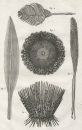 Seeigel (Echinoidea). - Diderot Histoire Naturelle. -...