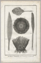 Seeigel (Echinoidea). - Diderot Histoire Naturelle. -...