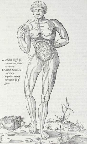 Medizin. - Anatomie. - De Dissect. Partium.