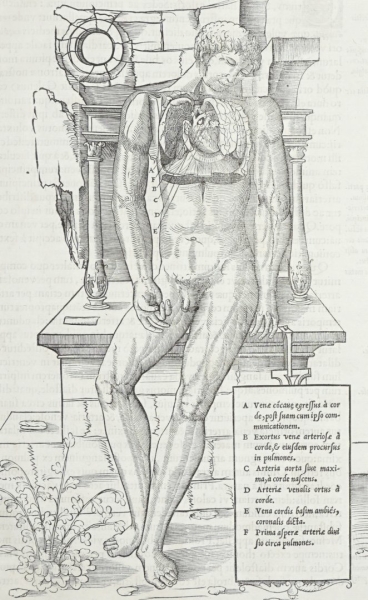 Medizin. - Anatomie. - Corp. Humani. Lib. II..