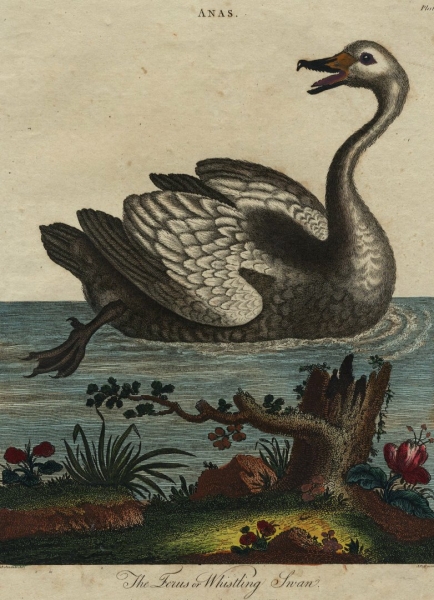 Vögel. - Schwan. - The Ferus or Whistling Swan.