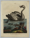 Vögel. - Schwan. - "The Ferus or Whistling Swan".