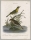Vögel. - Stelzen (Motacilla). - "1. The Chattering Warbler. 2. The Isabella Warbler".