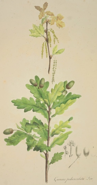 Eiche (Quercus). - Ansicht. - "Quercus Pedunculata Lin".