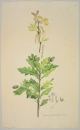 Eiche (Quercus). - Ansicht. - "Quercus Pedunculata Lin".