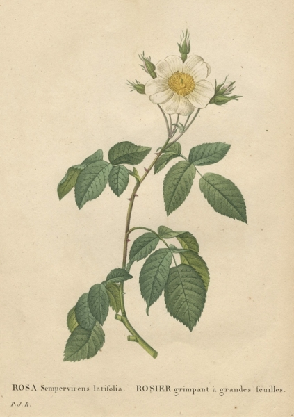 Rose. - Pierre-Joseph Redouté. - "Rosa Sempervirens latifolia / Rosier grimpant à grandes feuilles".
