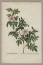 Rose. - Pierre-Joseph Redouté. - "Rosa Clynophylla / Rosier a feuilles penchées".