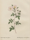 Rose. - Pierre-Joseph Redouté. - "Rosa...